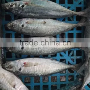 Frozen Fresh Seafood Big Eye Horse Mackerel Superior Quality Fish thumbnail-3