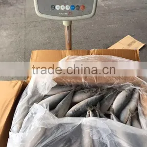 Pacific Mackerel 250-300g Seafrozen 2015 thumbnail-5