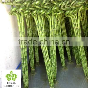 Lucky Bamboo ( Dracaena Sanderiana) Spiral Shape Factory thumbnail-1