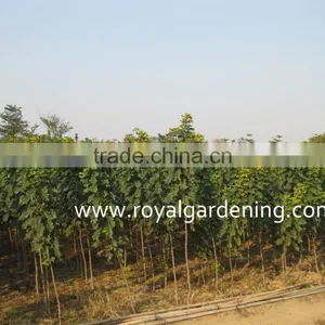 Cassia Glauca Trees Tropical and Subtropical Trees thumbnail-2