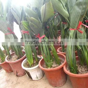 Strelitzia Reginae Potted Plants thumbnail-1