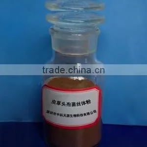 Cordyceps Powder thumbnail-1