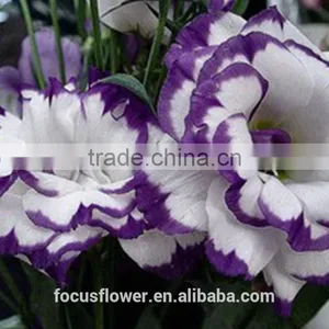 Colorful Fresh Cut Eustoma Flowers Fresh Flowers From China thumbnail-2