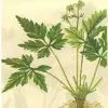 Berberine Hydrochloride thumbnail-1
