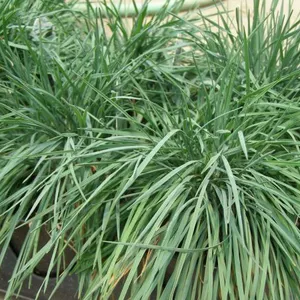 White 40-60cm Ornamental Garden Plants 40-60cm Olive Green thumbnail-1