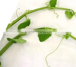 Best Quality Cissus Quadrangularis Powder Sale thumbnail-1
