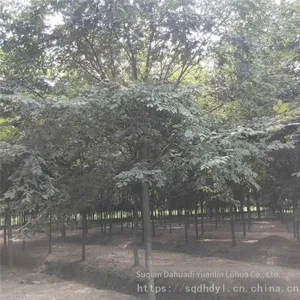 Red Beech Tree thumbnail-1