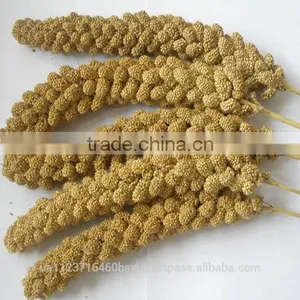 YELLOW MILLET thumbnail-3