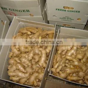 Fresh Yellow Color Ginger thumbnail-1