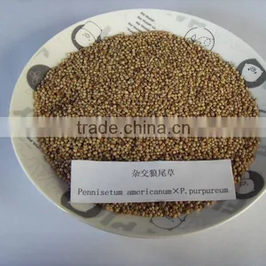 Hot!!! Forage Seed Pennisetum Americanum P.purpureum Seed thumbnail-1