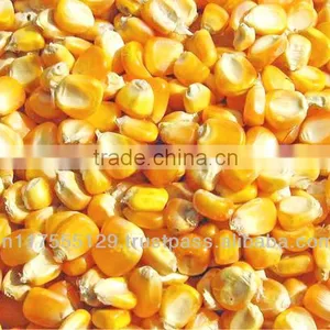 Maize thumbnail-1