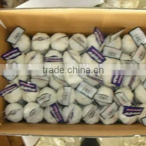 Garlic Price in China thumbnail-5
