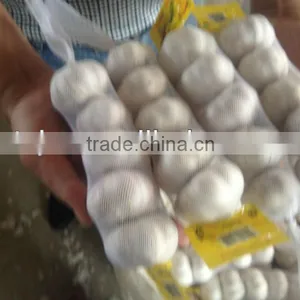 Pure White Garlic for Sale thumbnail-1