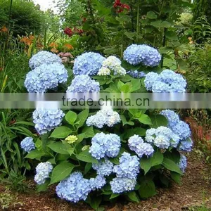 Hydrangea Macrophylla thumbnail-1