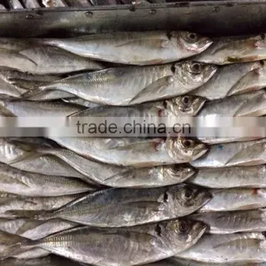 Frozen Big Eye Round Scad thumbnail-1