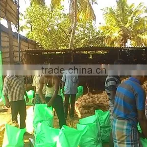 Matured Coconuts thumbnail-4