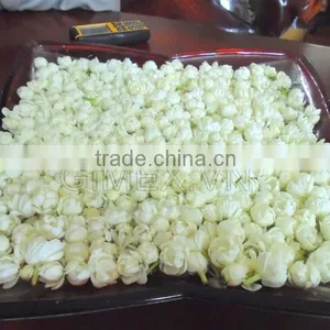 JASMINE GREEN TEA thumbnail-2