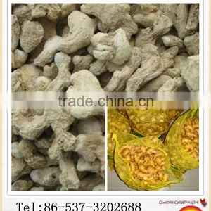Chinese Greenfarm New Pretty Good Dried Ginger in 2013 thumbnail-1