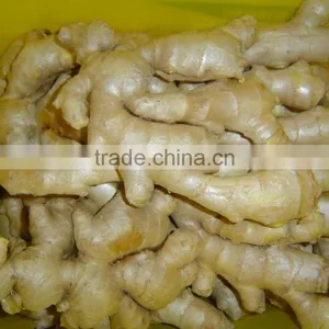 Chinese Fresh Ginger thumbnail-3