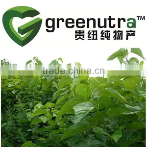Mulberry Leaf Extract thumbnail-1