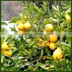 Lemon Cold Pressed Oil thumbnail-1