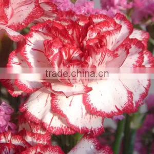 20 Pcs/ Bundle Fresh Carnation Fragrant Carnation Flower High Quality thumbnail-3