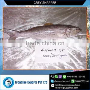 HALAL Certified Whole Frozen Grey Snapper Seller thumbnail-1