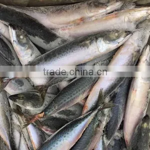 Ocean Fish Pacific Mackerel Whole Round Hot Sale thumbnail-1