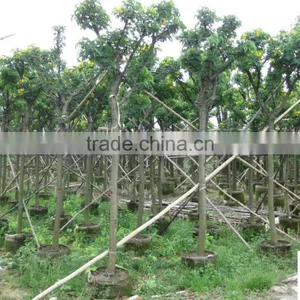 Cassia Glauca (Cassia Surattensis) thumbnail-3