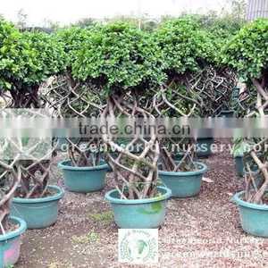 Ficus Nitida Bottle Shape thumbnail-1