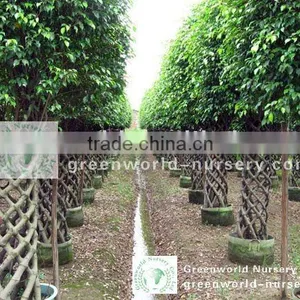 Ficus Cage Shape Farm thumbnail-1