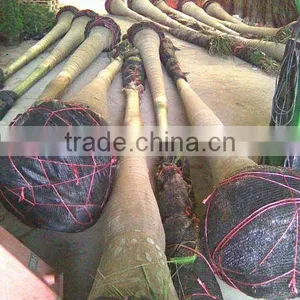 Roystonea Regia Packed for Container thumbnail-1