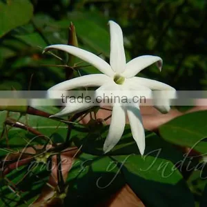 Jasmine Berry Oil thumbnail-1