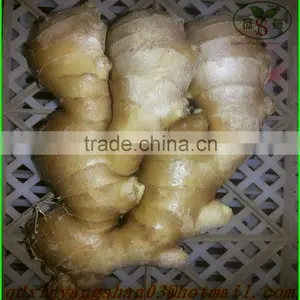 Fresh Garlic Sprouts/Garlic Moss/ Garlic Moss Exports Europe and the United States/southeast Asia/dubai thumbnail-3