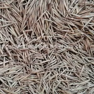 1KG New Wholesale Timber Tree Chinese Phyllostachys Bamboo Seeds Giant Moso Bamboo Seeds for Sale thumbnail-1