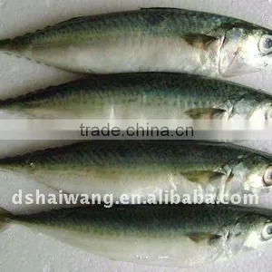 Frozen Pacific Mackerel Fish Seafrozen for Common Use thumbnail-1