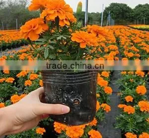 Plant Nursery Bag thumbnail-1