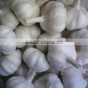 Hot Sales 2016 Garlic From China thumbnail-1