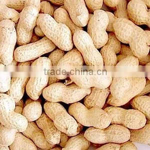 Red Coral Peanut thumbnail-1