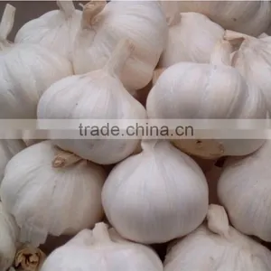 2015 New Season Chinese Garlic Wholesale Fresh Natural Garlic Normal White Garlic Pure White Garlic Purple Garlic thumbnail-1