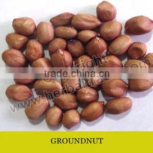 GROUNDNUT thumbnail-1