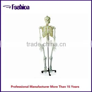 Favorites Compare Anatomical Skeletal Model Of Human Skeleton thumbnail-1