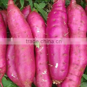 Sweet Potato for All Market thumbnail-1