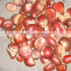 Supply China Chestnut thumbnail-1