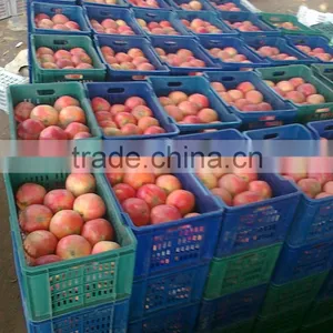 SGS Quality Certification of Egyptian Pomegranates thumbnail-4