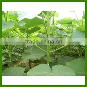 High Quality Chinese Paulownia Seed For Planting thumbnail-1