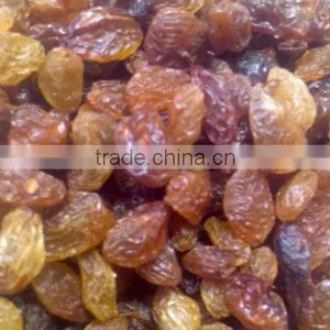 Raisin thumbnail-1