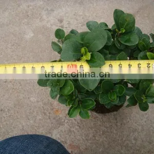 Ficumsicrocarpa Bonsai Genseng Ficus thumbnail-2