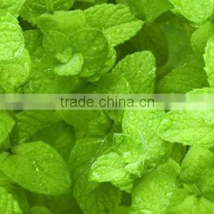 MENTHA PIPERITA ESSENTIAL OIL thumbnail-1