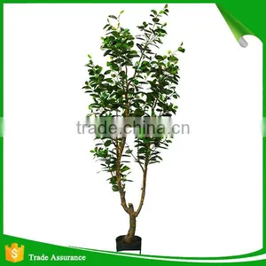 Top Quality Artificial Money Tree for Decoration thumbnail-3